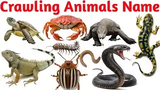 Crawling Animals Name for Kids | Learn Creepy Crawlies in English with Sounds and Pictures 🐌🐛🦎