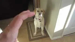 DOG SHRINK - Vlog #355