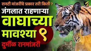 भारतात वाघासोबत राहणाऱ्या त्याच्या मावश्या कोण ? | small wildcat | Maha MTB