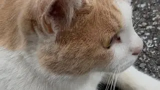 猫の恩返し