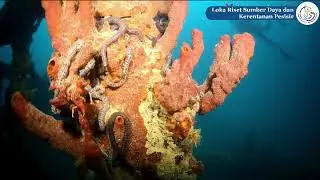 Riset Kapal Tenggelam MV Boeloengan Nederland di Teluk Mandeh