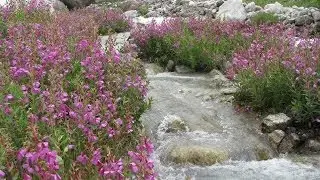 Best time to visit Valley of flowers, Valley of flowers in July
