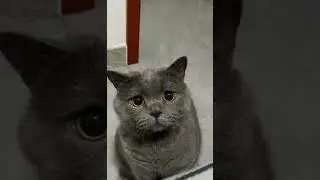 Don&rsquo;t you love a grey cat? #cat #cute #shorts #pets #kitten