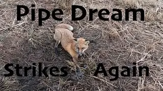 Trapping Coyotes and Fox 2020-21 Seas. 6 Ep. 5 #foxtrapping #coyotetrapping