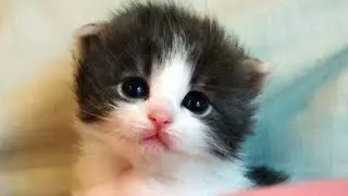 Cutest Cat Ever - Happy Cats Compilation 2018