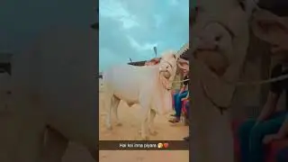 Mashallah heavy Nukri Bachiya 😍|#cows #cowvideos #mandi #cow #bull #cowboys #shorts #youtubeshorts