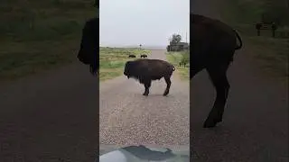 🦬CAPROCK CANYON BISON! #bison #texasstateparks