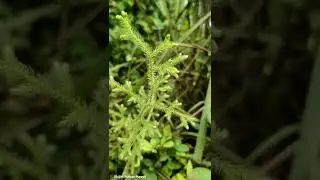 Lycopodiella cernua | Lycopodiaceae #shorts #ferns