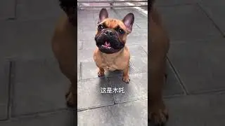 #TikTok #Trending #cutedog #dog #cat #cutecat #animal  Cop Ne  #short #shorts 3054 #Hottrendtiktok
