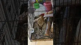 Pelatuk bawang konslet