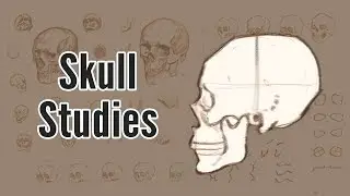 Skull Studies - Learning Structure