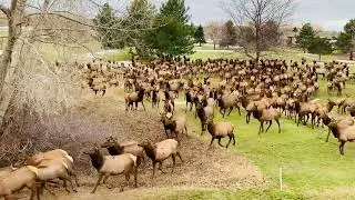 Loveland Elk Herd visiting Thanksgiving morning || ViralHog