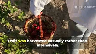 This Lost Berry Plant Protects Soil Better Than Mulch