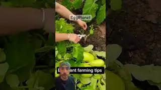 Egg planet #trending #trendingshorts #farming
