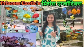 Princess Exotic's | Huge Variety | All India Delivery Available | Kurla Fish Market 🐠