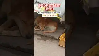 💫AWARENESS💫 SAVE NATURE - ADOPT ONE STREET 🇮🇳🐕DOG🐕🇮🇳 - DON'T SHOP - DOG BITES CONTROL