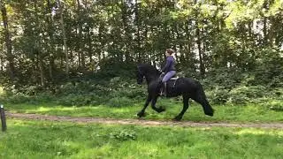 SPARTAN BIG Gorgeous, Baroque Friesian Stallion.