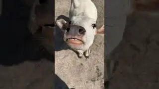 Subscribe to see more goat content!