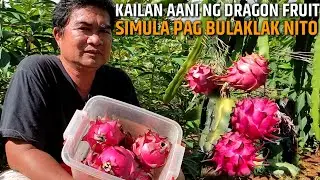 KAILAN AANI NG DRAGON FRUIT SIMULA PAG BULAKLAK NITO | PAG HARVEST NG DRAGON FRUIT | D' GREEN THUMB