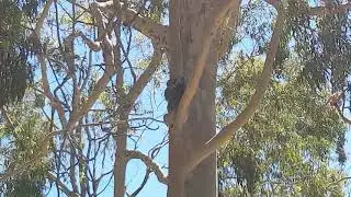 Koala climbing a Gum Tree