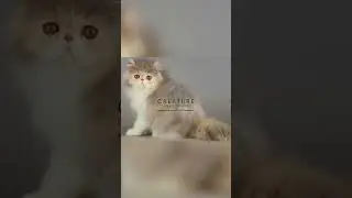 How Long Do Persian Cats Usually Live