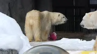 運んで