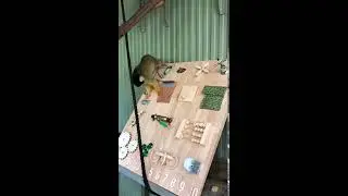 Bolivian Squirrel Monkey playing with Sensory Board