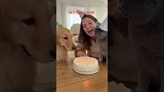 PAWS & CLAWS CHAOS🐱🦮| DOGGIES & PUSSY FUNNY VIDEOS |फन्नी पूसी #shorts #cats #trending #funny #dog