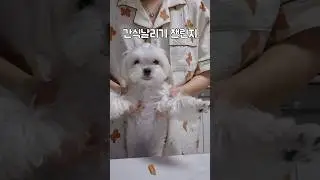 간식날리기 챌린지 #말티즈#말티즈일상#강아지쇼츠#강아지영상