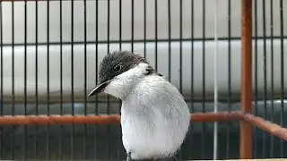 SUARA BURUNG JINGJING BATU GACOR