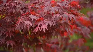 Arces japones en mi jardin en primavera