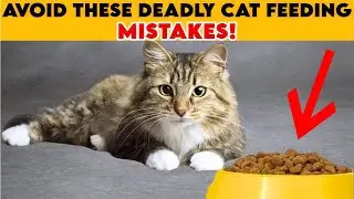 8 Critical Cat Feeding MISTAKES | Avoid These Cat Care Mistakes for a Healthier Cat | Cat Facts |