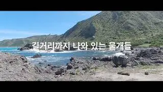 물개 천국 (cape palliser)
