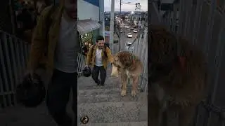 ❤️🐶 Caminó toda la ciudad sin probar la comida… por una razón increíble