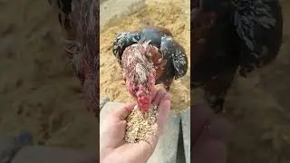 Jawan ha joshila ha or sab say khlas bat#roosterfarm #mianwaliaseels #shortvideo #desibirds