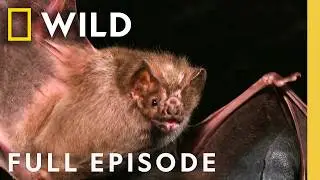 Летающий демон (полный эпизод) | Человек против монстра | Nat Geo Animals