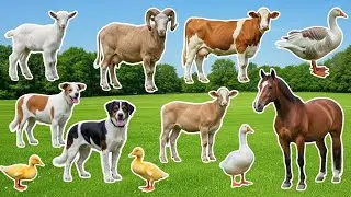 Animal Sound: Chicken, Duck, Cow, Goat, Pig, Sheep, Dog, Cat
