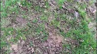 🪱Worm Casts On The Golf Course 🪱