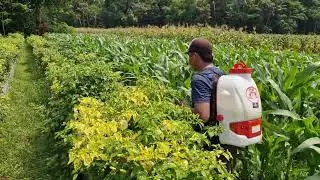 PROTECT YOUR CHILI PLANTS FASTER WITH THIS MODERN SPRAYER! - Agriculture Farming