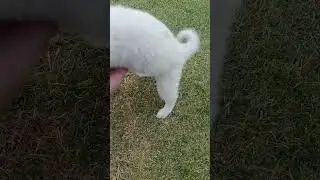 Cat and dog interaction