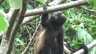 Howler monkey (Mono Congo) in Costa Rica at Casa Mogambo