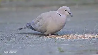 kerstmenu tuinvogel