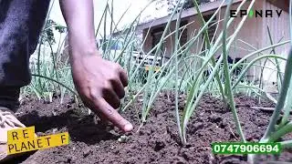 MSIKILIZE MTAALAMU WA KILIMO AKIELEZEA UBORA WA MBEGU YA KITUNGUU RED PLANET F1 TOKA EPINAV