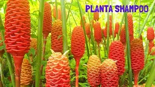 planta shampoo
