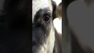 sapi menangis ketika mendengarkan takbiran #shorts #short #sapiqurban2025 #iduladha2025 #sapi