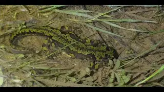 Herping Porto, February 2025