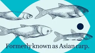 A new name for Asian carp by IDNR