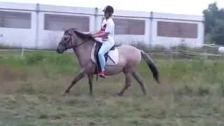 Nejder