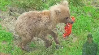 Bear128 2017