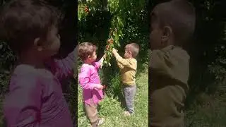 Little babies beautifully picking and eating cherry from tree by themselves